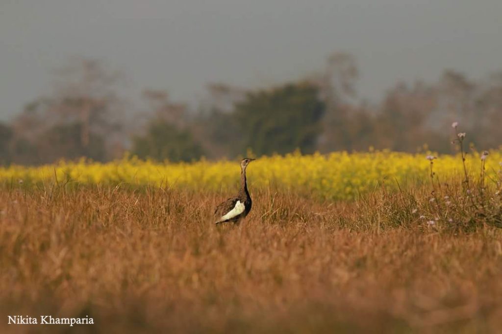 Bengal Florican