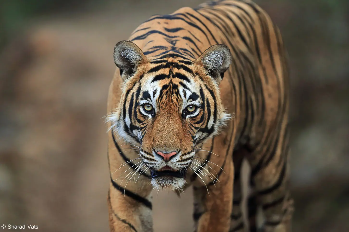 best tiger safari in india quora