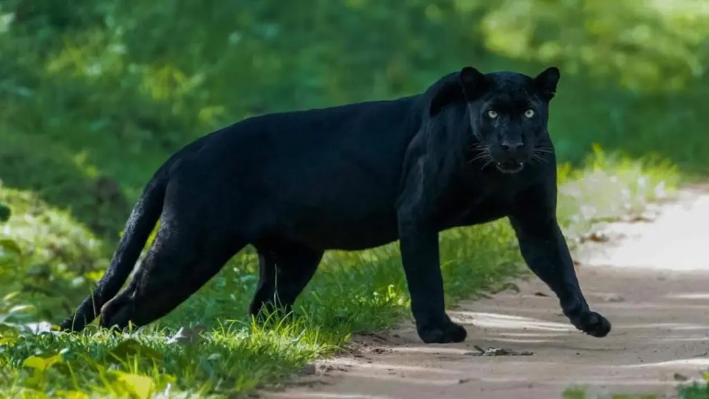 Black Leopard Safari in India - Tiger Safari in India