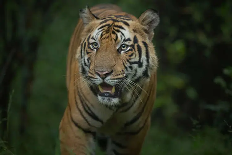 bandhavgarh tiger p98i887tiqe9xyrfjdi08sg5d7024rt7dwhqdutslw