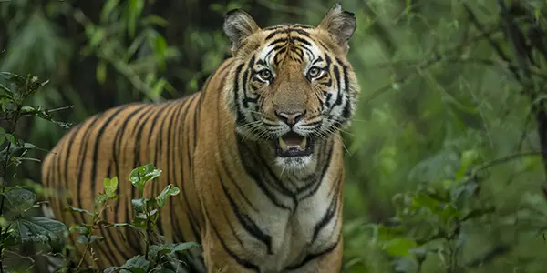 kanha bandhavgarh 2