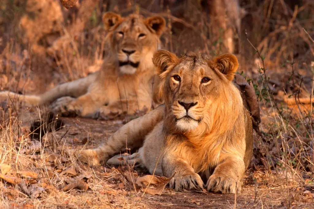 Comparing the Cat Family - Lions, Tigers, Jaguars, Leopards