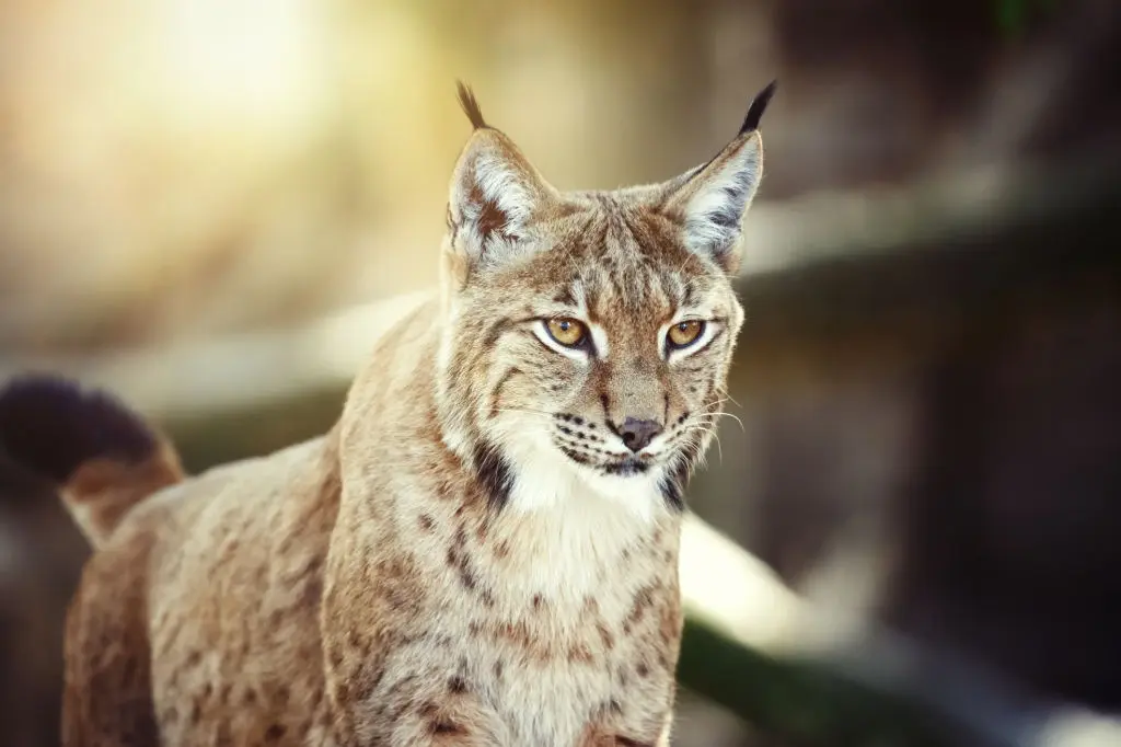 comparison between cat species lynx
