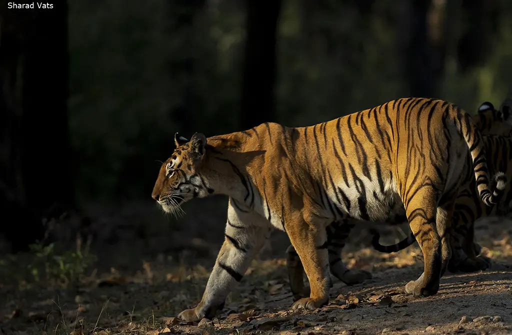 comparison between cat species tiger