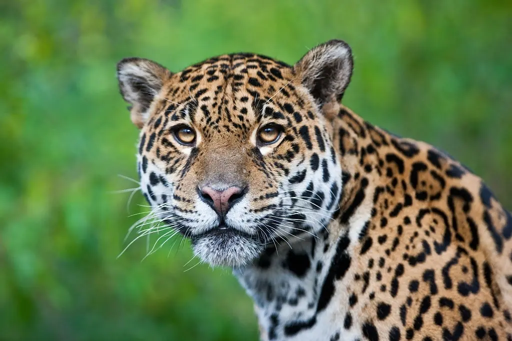 jaguar vs leaopard