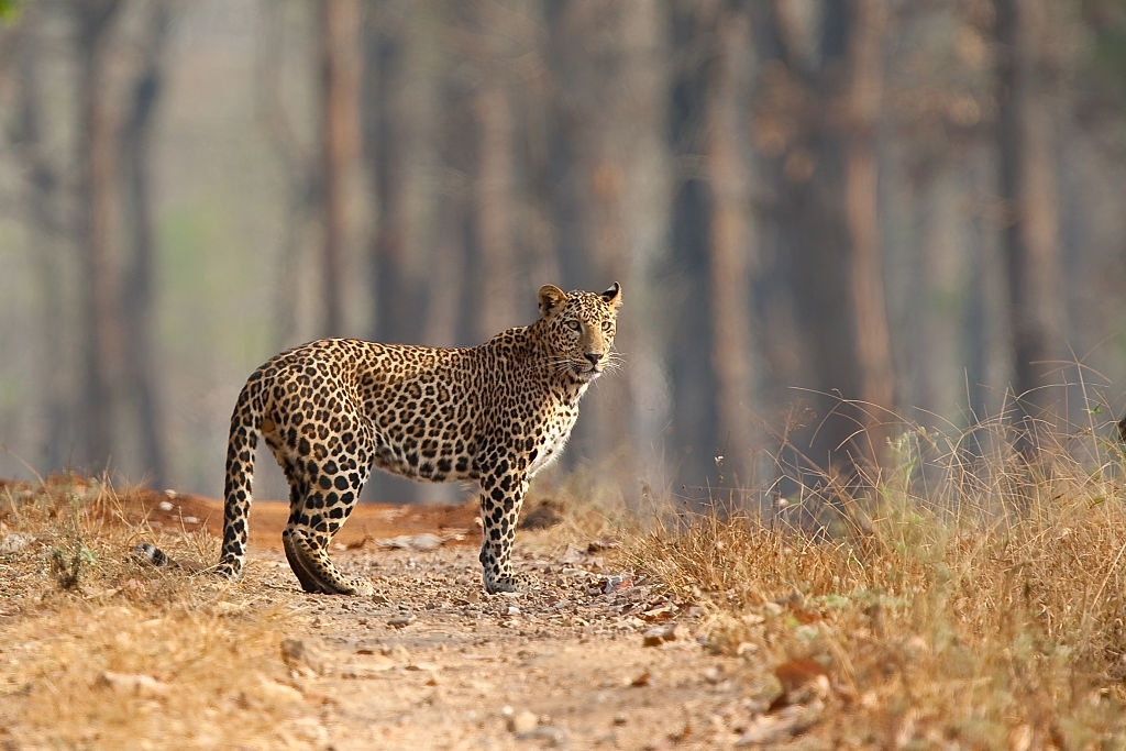 leopards in india