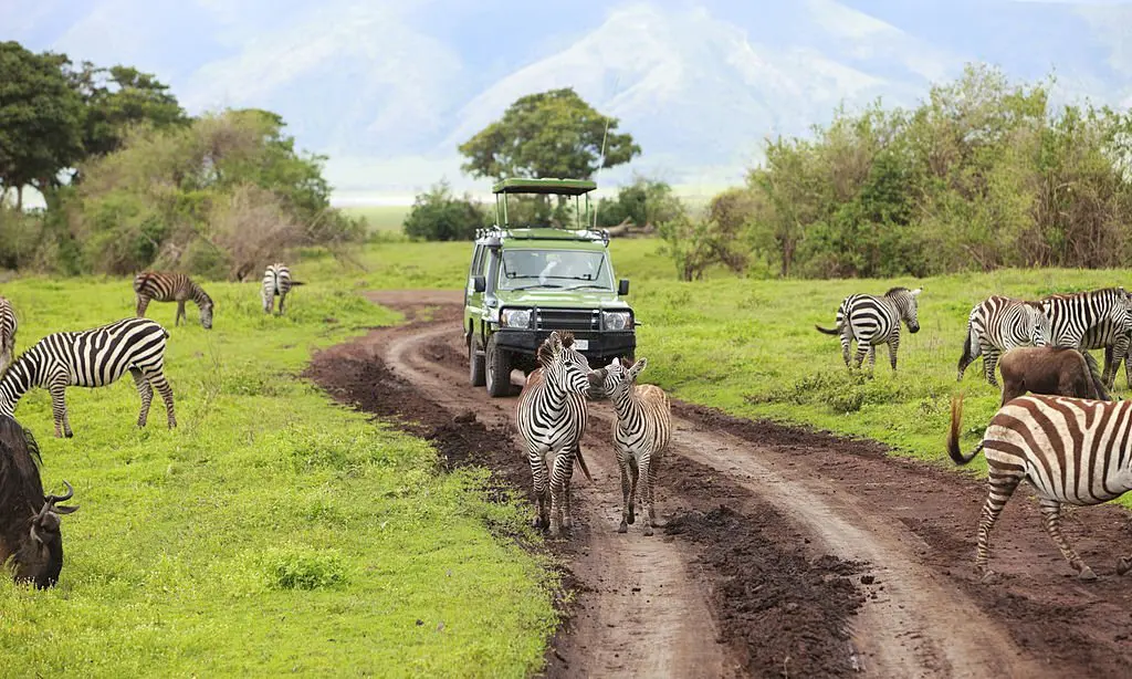 wildlife safari in africa vs india