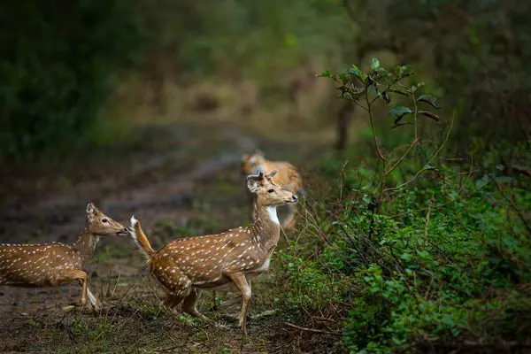 deer running in tiger safari tour in india 2