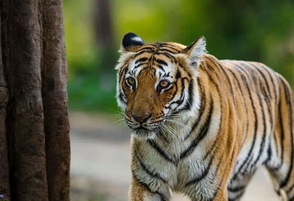 Corbett National Park - Best Tiger Safari Parks in India Corbett National Park - Best Tiger Safari Parks in India