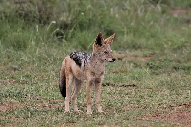 golden jackal in kanha national park