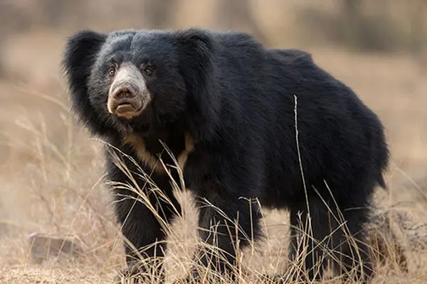 sloth bear