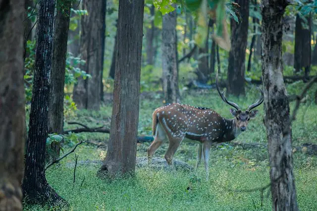 spotted deer gdd5dbcc00 640