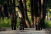 tiger walking during tiger safari tour in india 2
