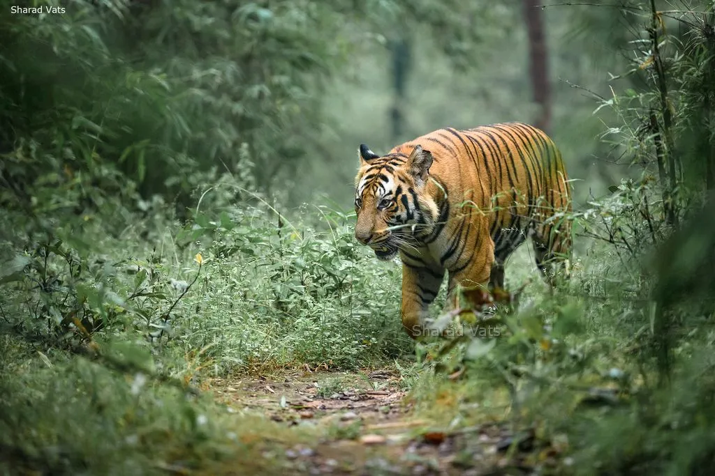 bandhavgarh flora fauna