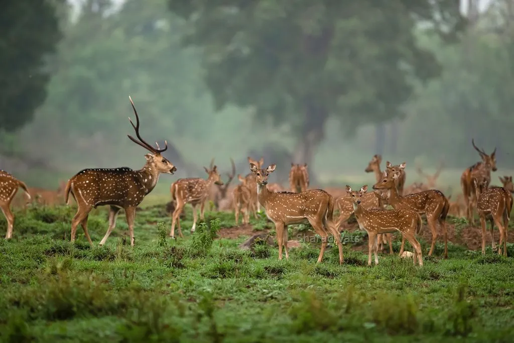 flora fauna at Kanha