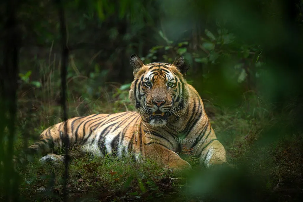 tiger density in bandhavgarh