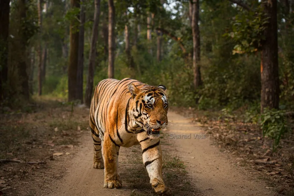 tiger density in kanha national park
