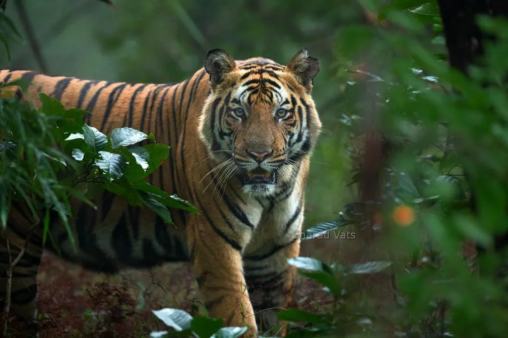 tiger safari in bandhavgarh