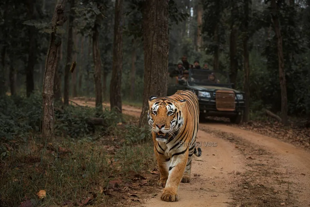 tiger safari in kanha