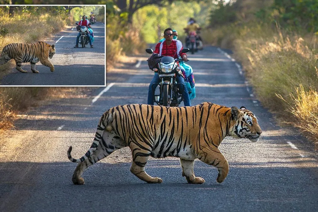 The Tiger Encounter
