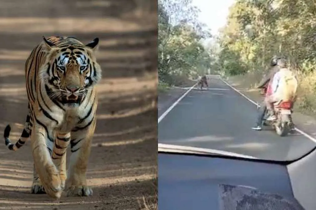 tiger encounter with 2 people in India