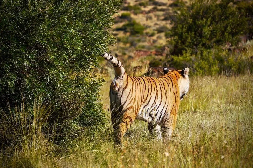 Bengal tiger spraying urine to mark its territory