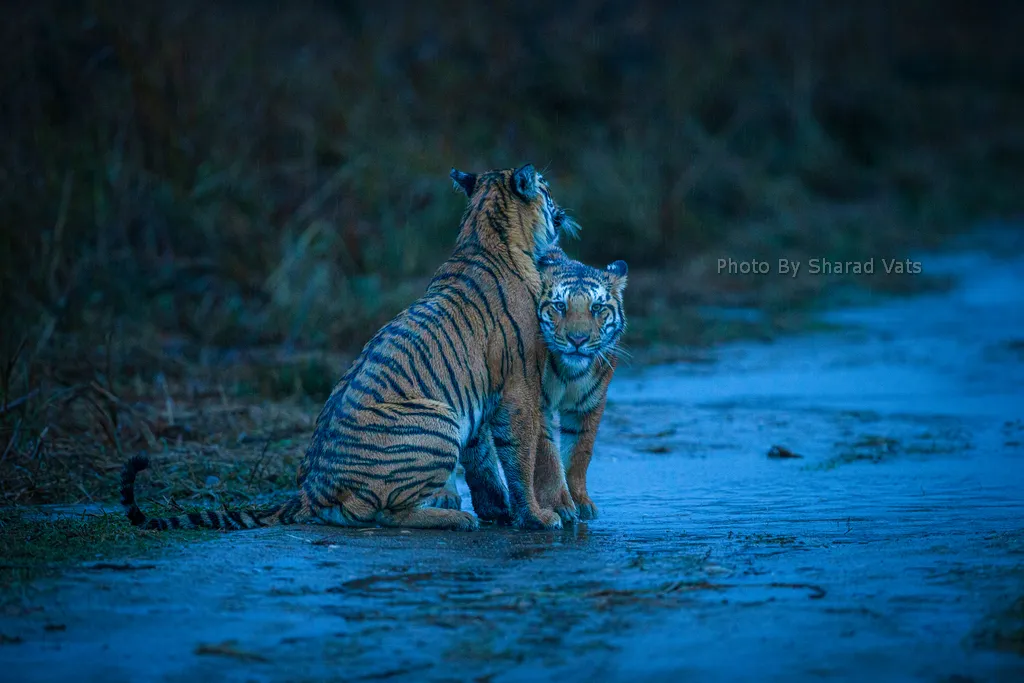 bengal tiger cubs playing with each other in rain