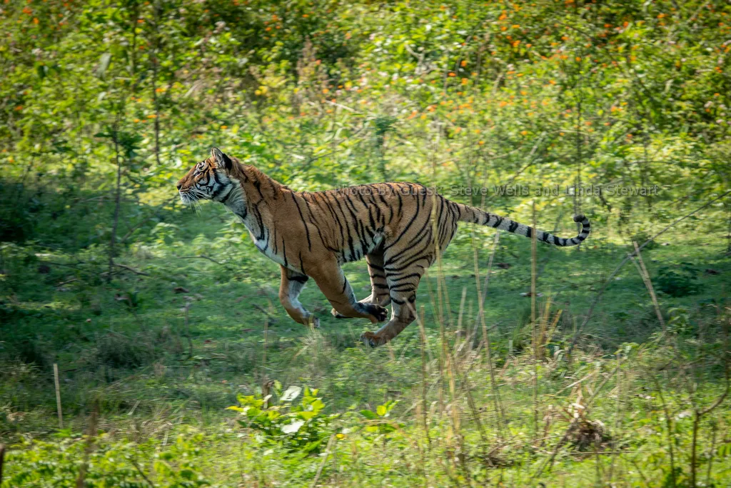 bengal tiger hunting prey in indian jungle