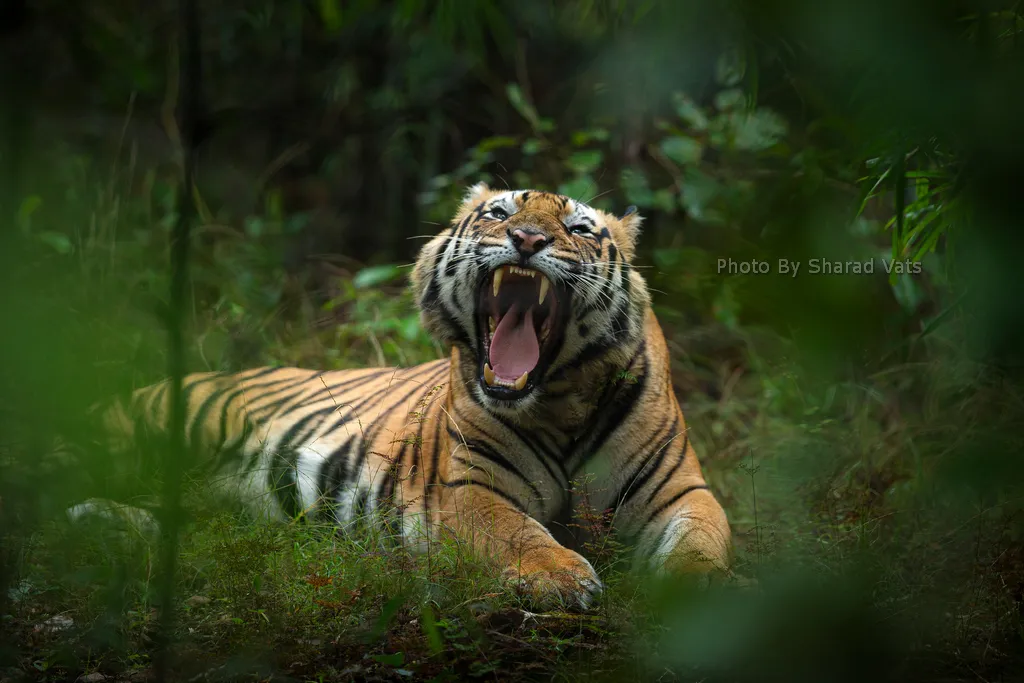 bengal tiger roaring to show its dominance in the jungle