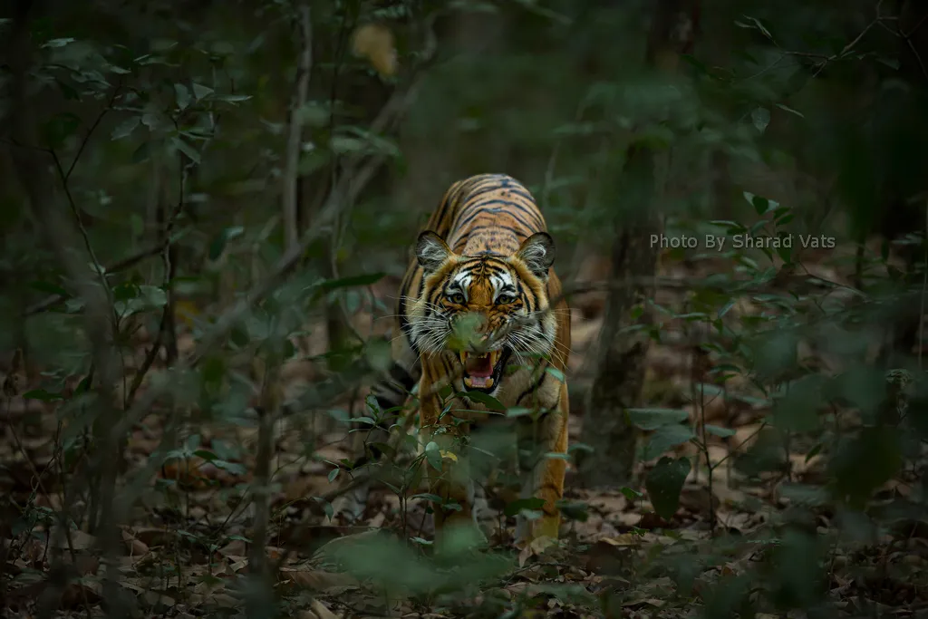 bengal tiger showing aggression towards intruder tiger