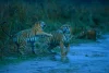 tiger communication in jungle