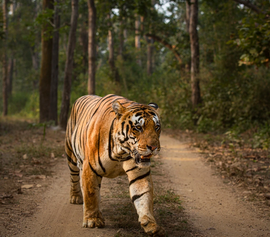 How Tigers Evolved and Distributed across the World