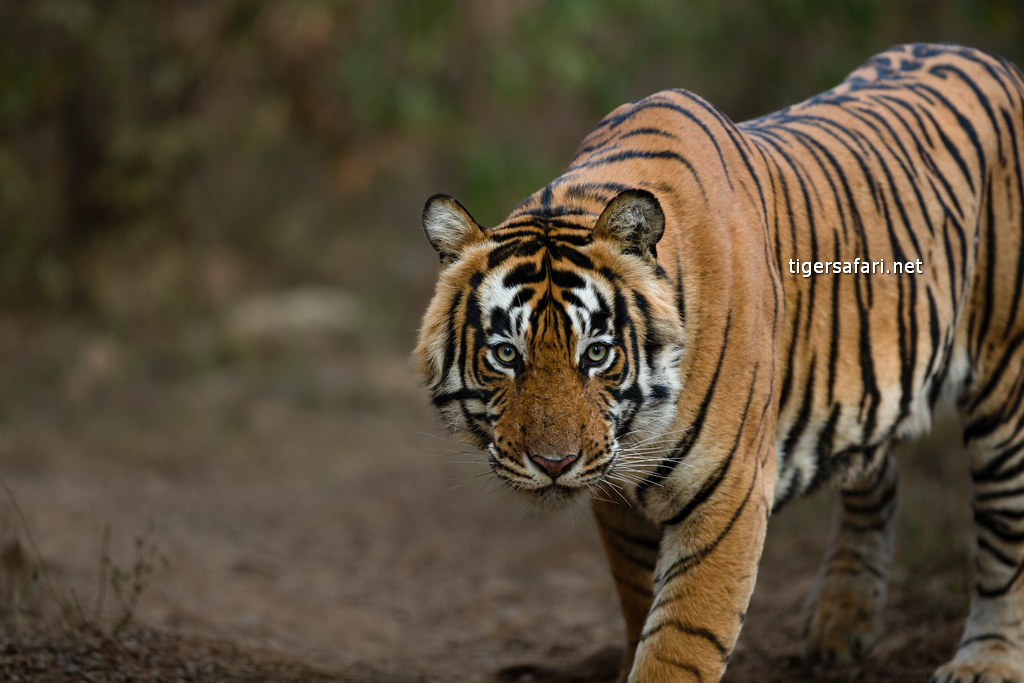 Understanding Tiger Stripes - Significance and Meanings - Tiger Safari in  India