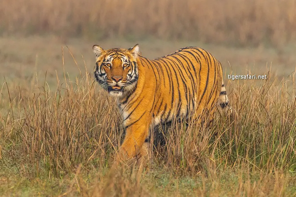 bengal tiger stripes color