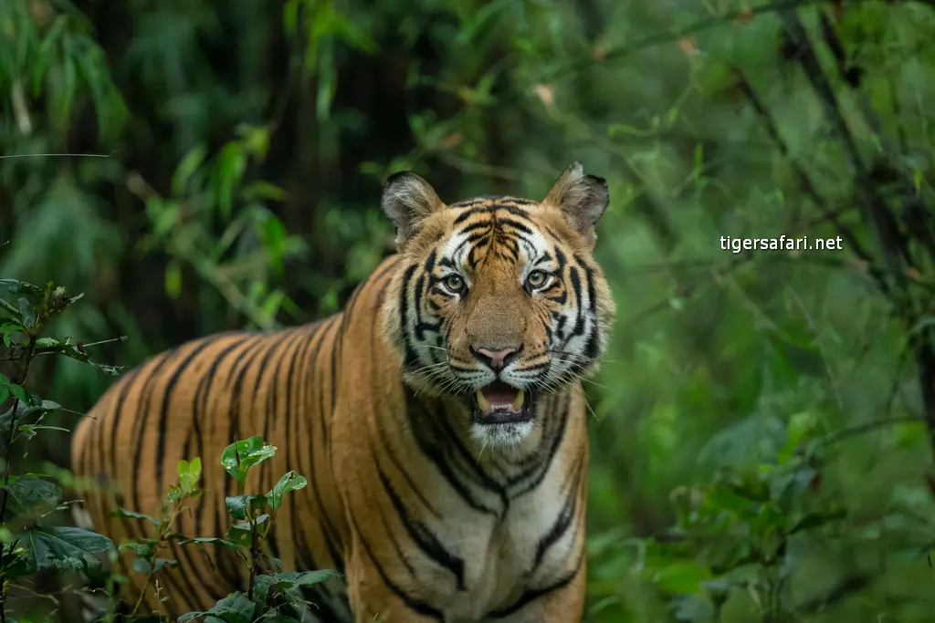 Understanding Tiger Stripes - Significance and Meanings - Tiger