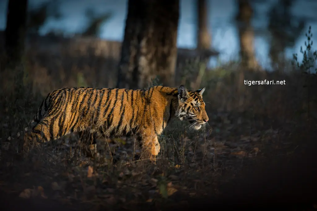 Understanding Tiger Stripes - Significance and Meanings - Tiger Safari in India