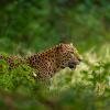 leopard sighting in pench tiger reserve on luxury safari in central india