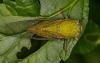 All bout cicada in India