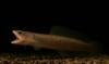 Living Fossils of India - gollum snakehead