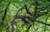wild female leopard - a big cats or panther resting on tree trunk or branch with eye contact in natural monsoon green background at forest or central india panthera pardus fusca