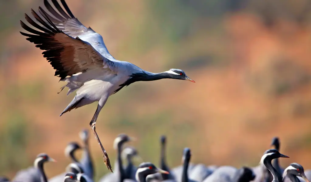 Demoiselle crane landing and join its flock