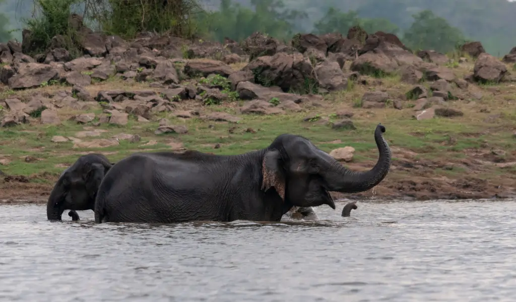 Elephant Herd bathing in kabini backwaters,Kabini,Nagarhole,Karnataka,India