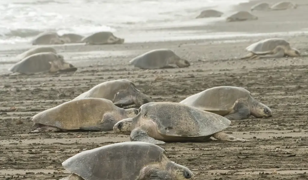 Hundreds of Olive Ridley turtles arrive on the beach