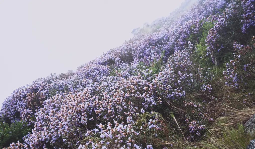 Neelakurinji flowers blooming in Ooty Nilgiris India
