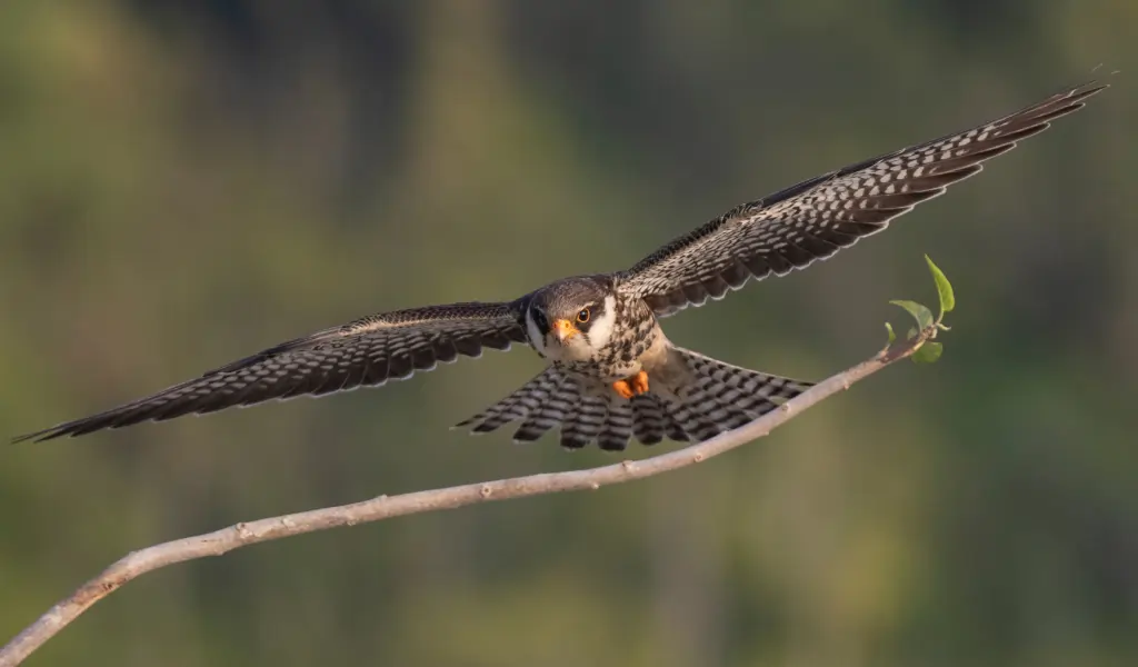 The amur falcon was flying high around the national park