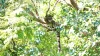Clouded Leopard resting on tree top branch