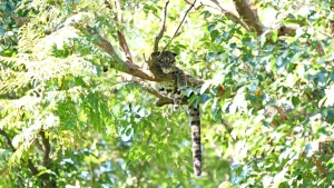 Clouded Leopard resting on tree top branch