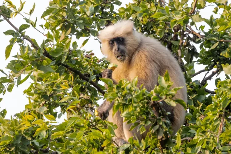 Terai Langur